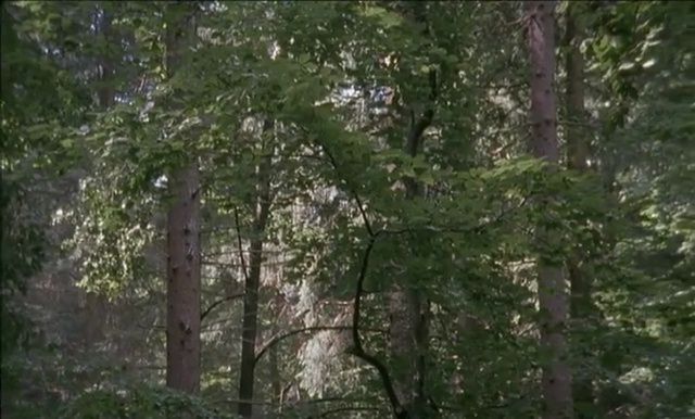 GERSHT, Ori. The Forest, 02:28 mins. [excerto/excerpt], 2005